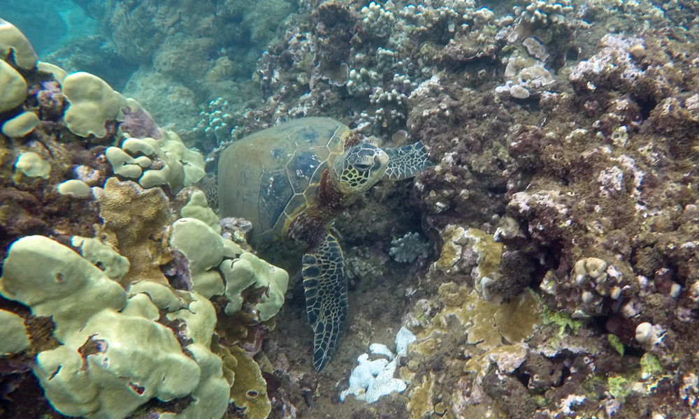 Maui green sea turtle