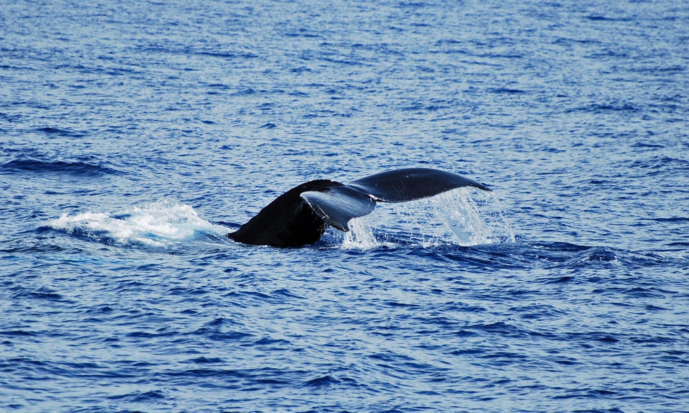 Maui Whale Fluke