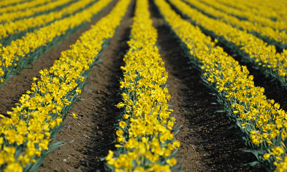Skagit Valley Daffodils