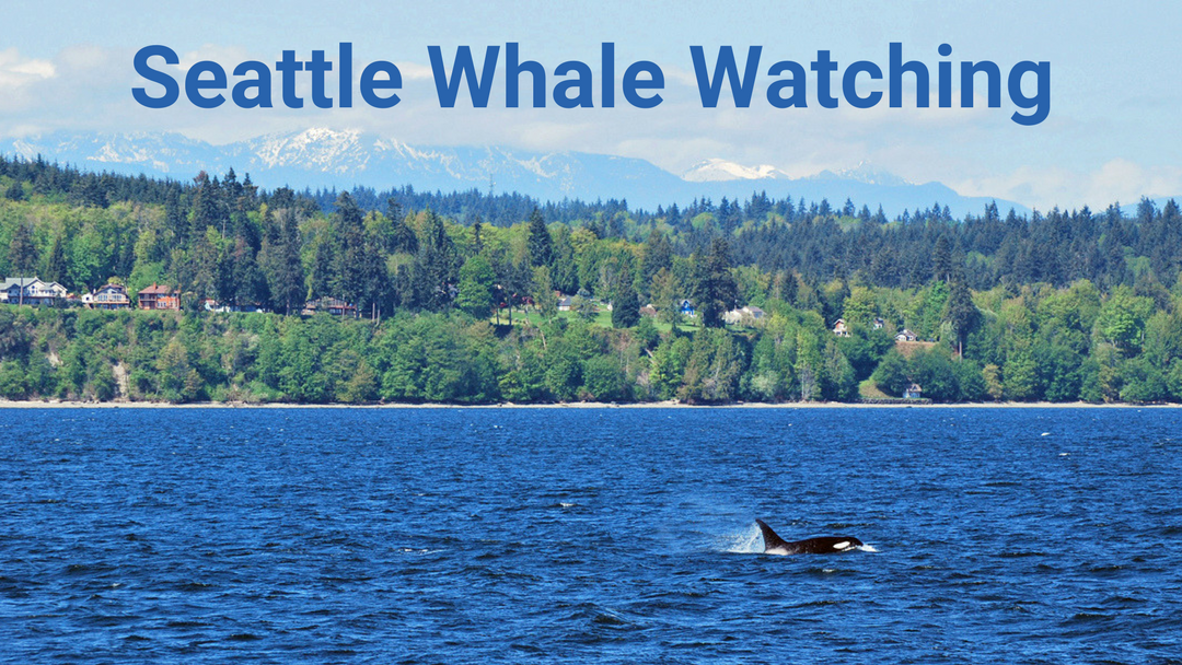 Whale Watching | Seattle Photo Op - Moarly Creative