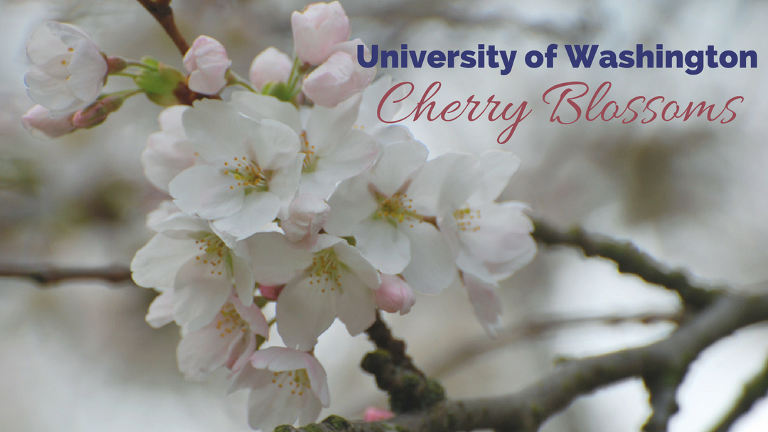 University of Washington Cherry Blossoms