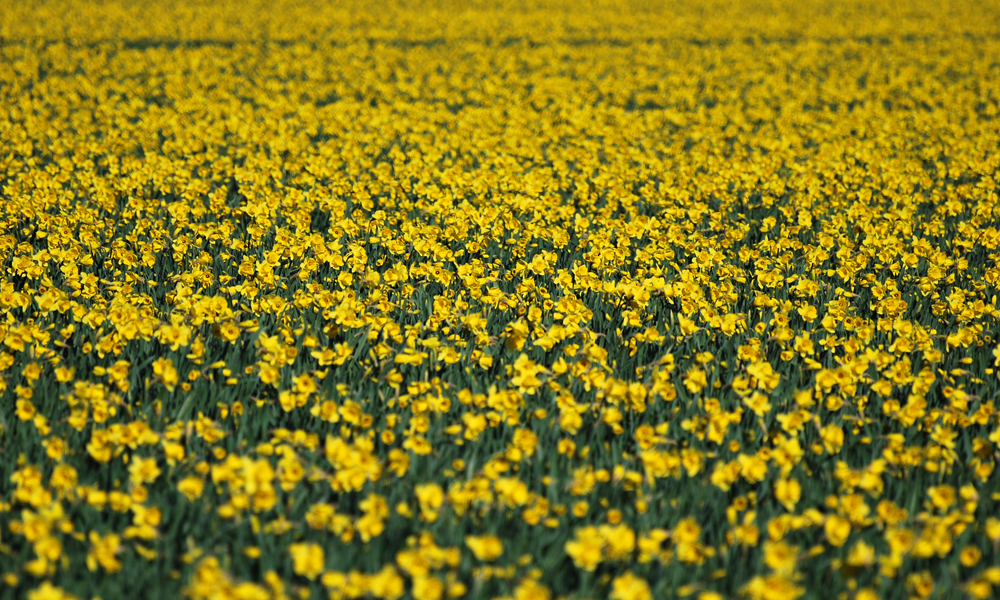 Skagit Valley Daffodils | Seattle Photo Opportunity