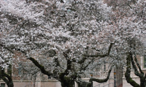 University of Washington Cherry Blossoms